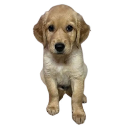 Messi, a golden retriever puppy, waiting to sniff out the treat