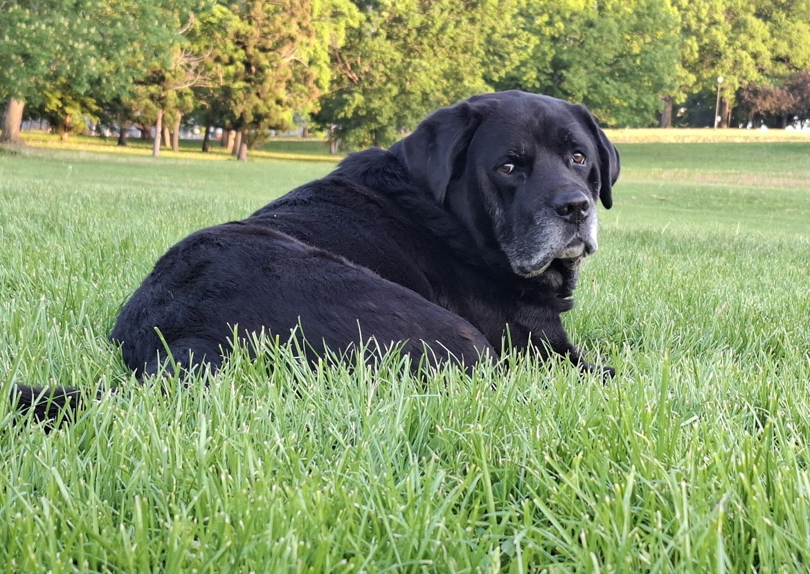 Spike — a black Labrador
